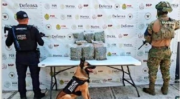 ¡ASEGURAN DIEZ KILOS DE MARIHUANA EN OPERATIVOS DE LA SSP!