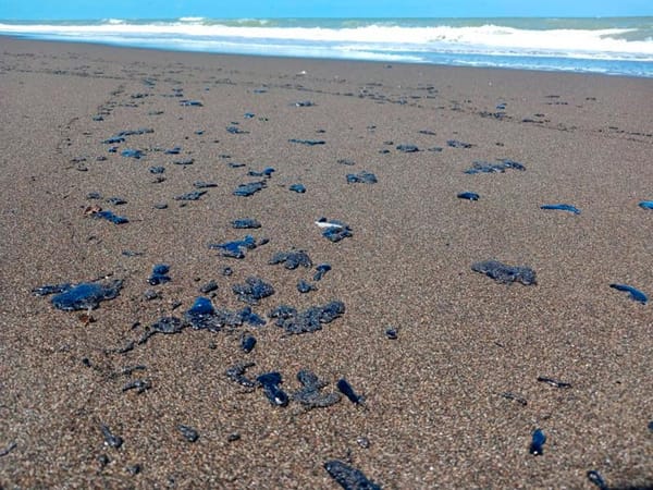 ¡RECOLECTAN CABELLO PARA EVITAR DERRAME! - *El material absorbe petróleo y será usado en zonas afectadas.