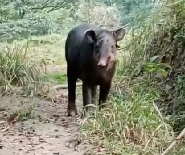 ¡CAPTURAN A TAPIR! - *Animal en peligro de extinción