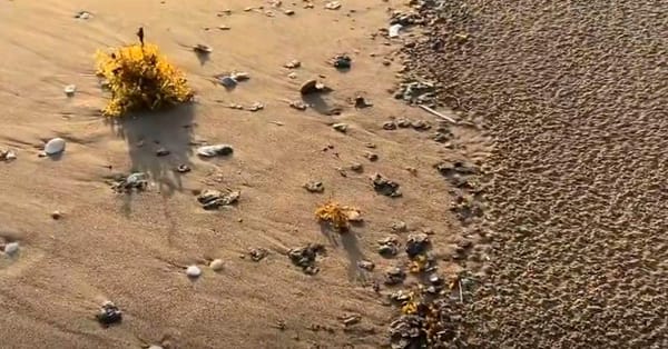 ¡MÁS CHAPOPOTE! - APARECE EN ANTÓN LIZARDO