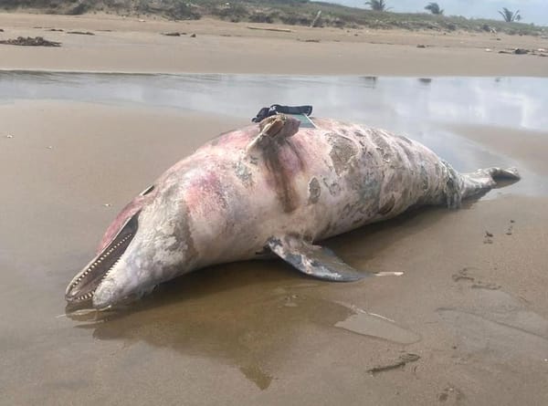 ¡DELFINES MUERTOS! - ALARMA