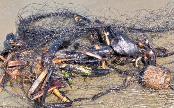 ¡LLEGA A PLAYAS DE CATEMACO! - LA MAREA NEGRA