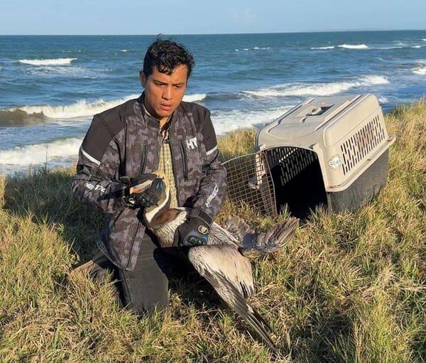 ¡APARECE PELÍCANO MANCHADO DE CHAPO! - *Earth Mission lo rescata y Beto Cobos se lo lleva al Aquarium