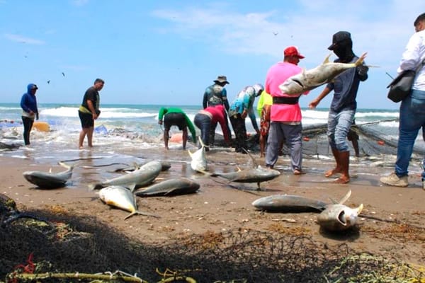 ¡PESCAN OCHO TONELADAS DE JUREL! - DE RÉCORD