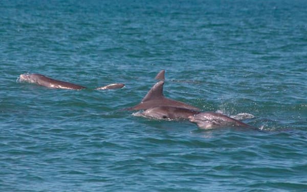 ¡DELFINES FRENTE AL PUERTO! - *Andaban haciendo hasta piruetas